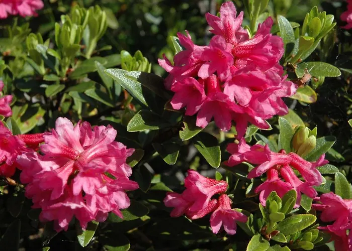 Pfausler アパート *