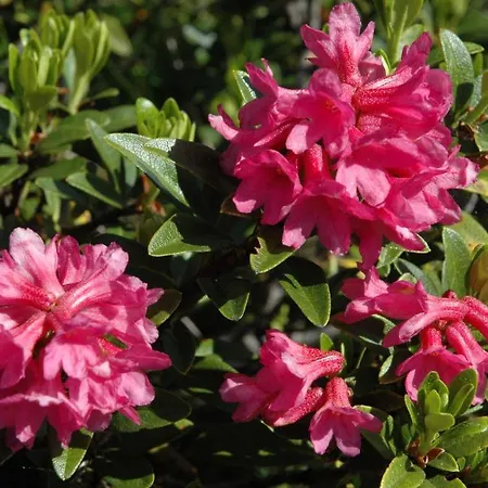 Pfausler Apartament *